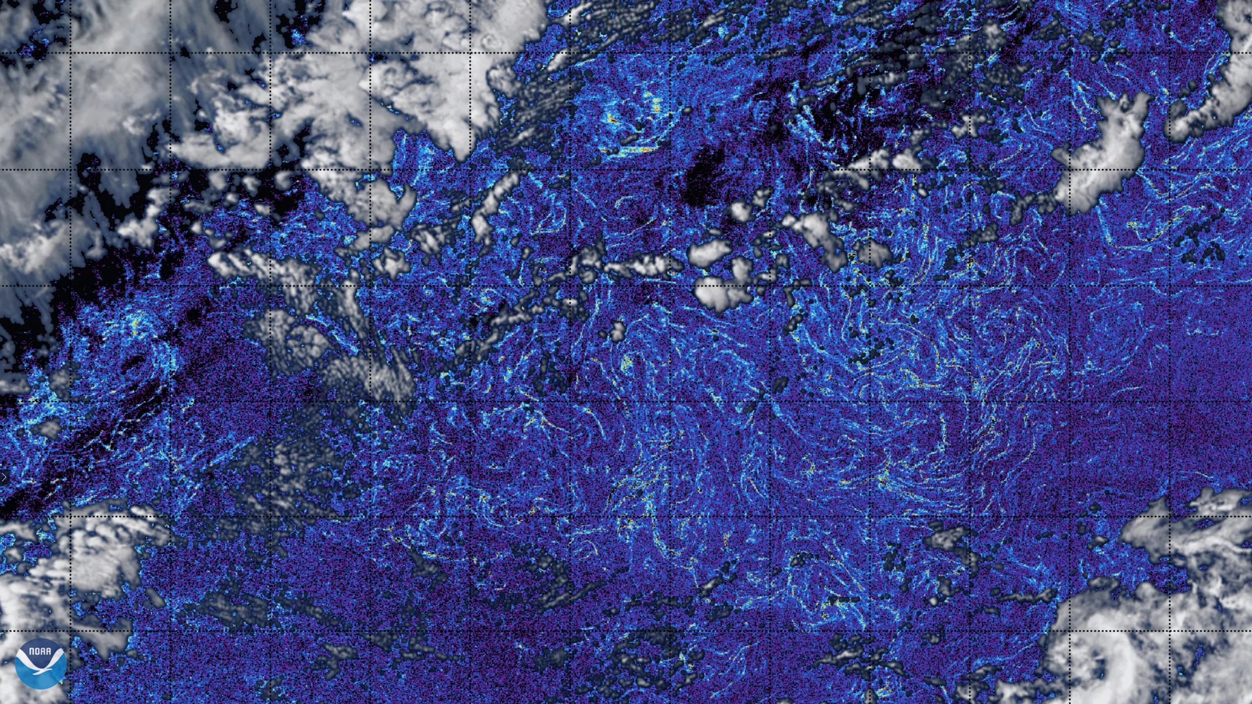 Sargassum in the Sargasso Sea, with OLCI imagery/data.