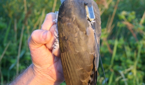 Image of a bird with tracker on its back.
