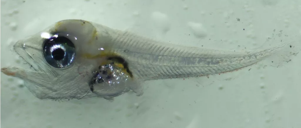 Larval bluefin tuna. Credit: NOAA