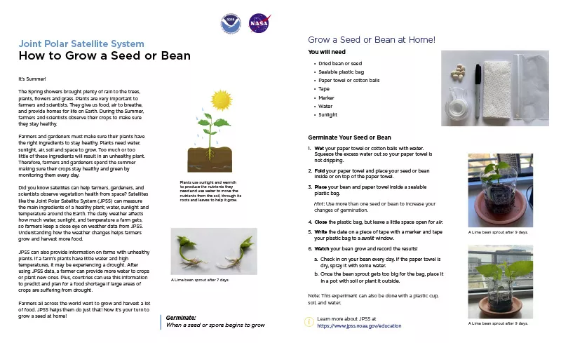 Collage of activity text and photos of bean sprouts and a plant in a pot.