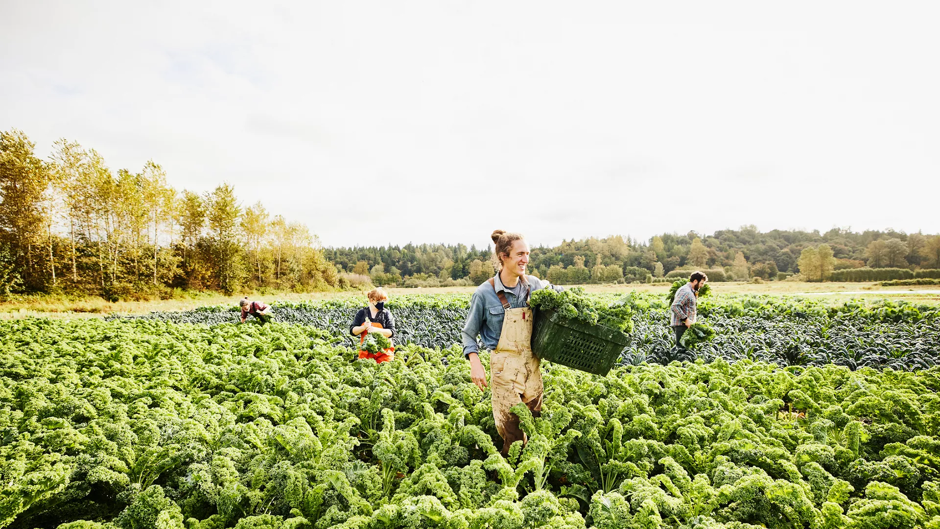 Image of a man in a field of vegetables, gathering them.