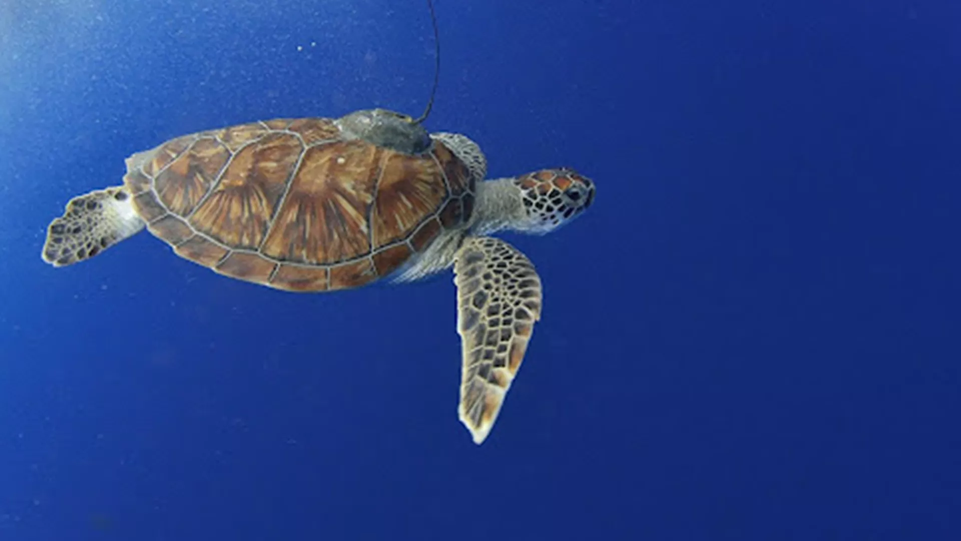 Image of a turtle in the water