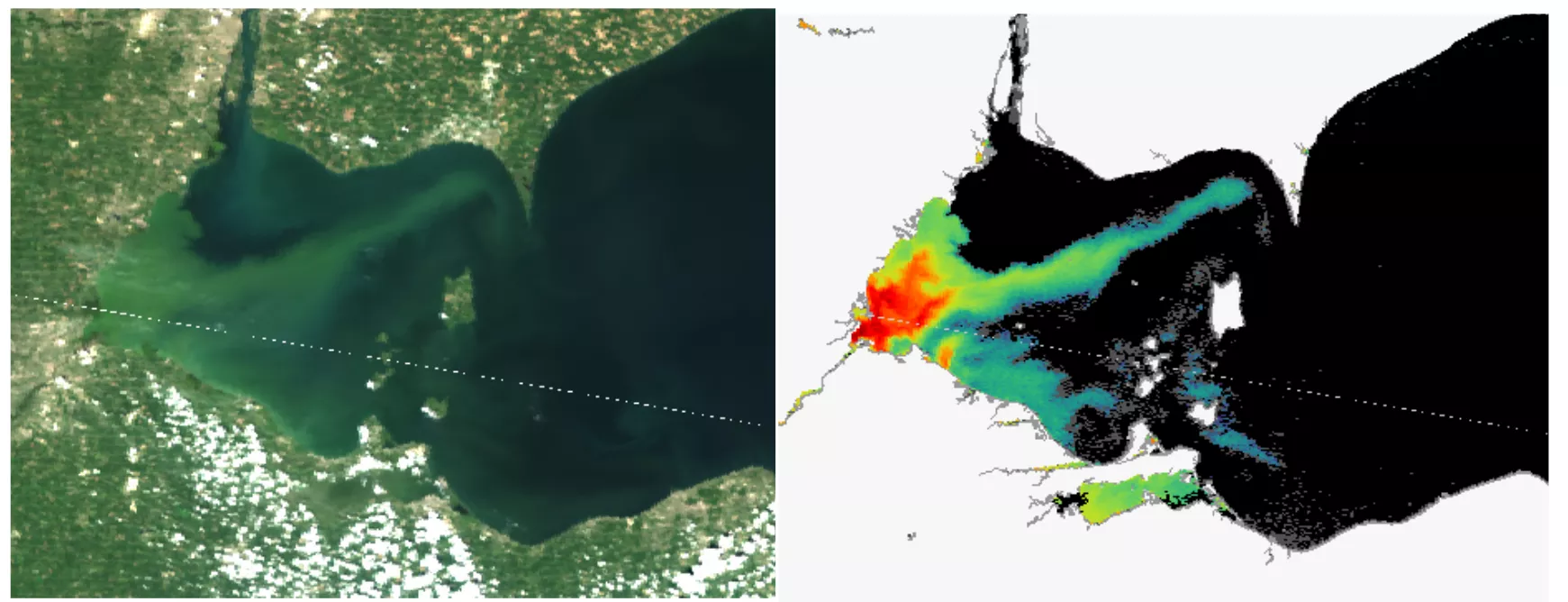 Two pictures of cynobacteria side by side.