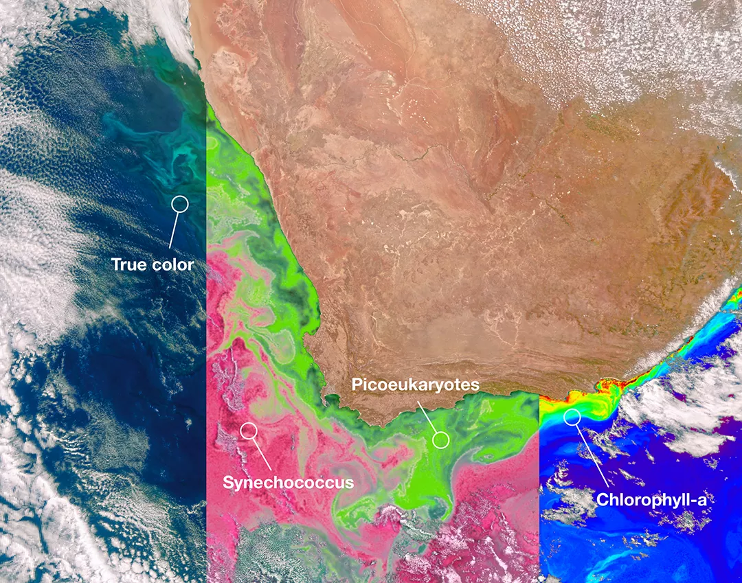 This identifies two different communities of these microscopic marine organisms in the ocean off the coast of South Africa on Feb. 28, 2024. The central panel of this image shows Synechococcus in pink and picoeukaryotes in green.