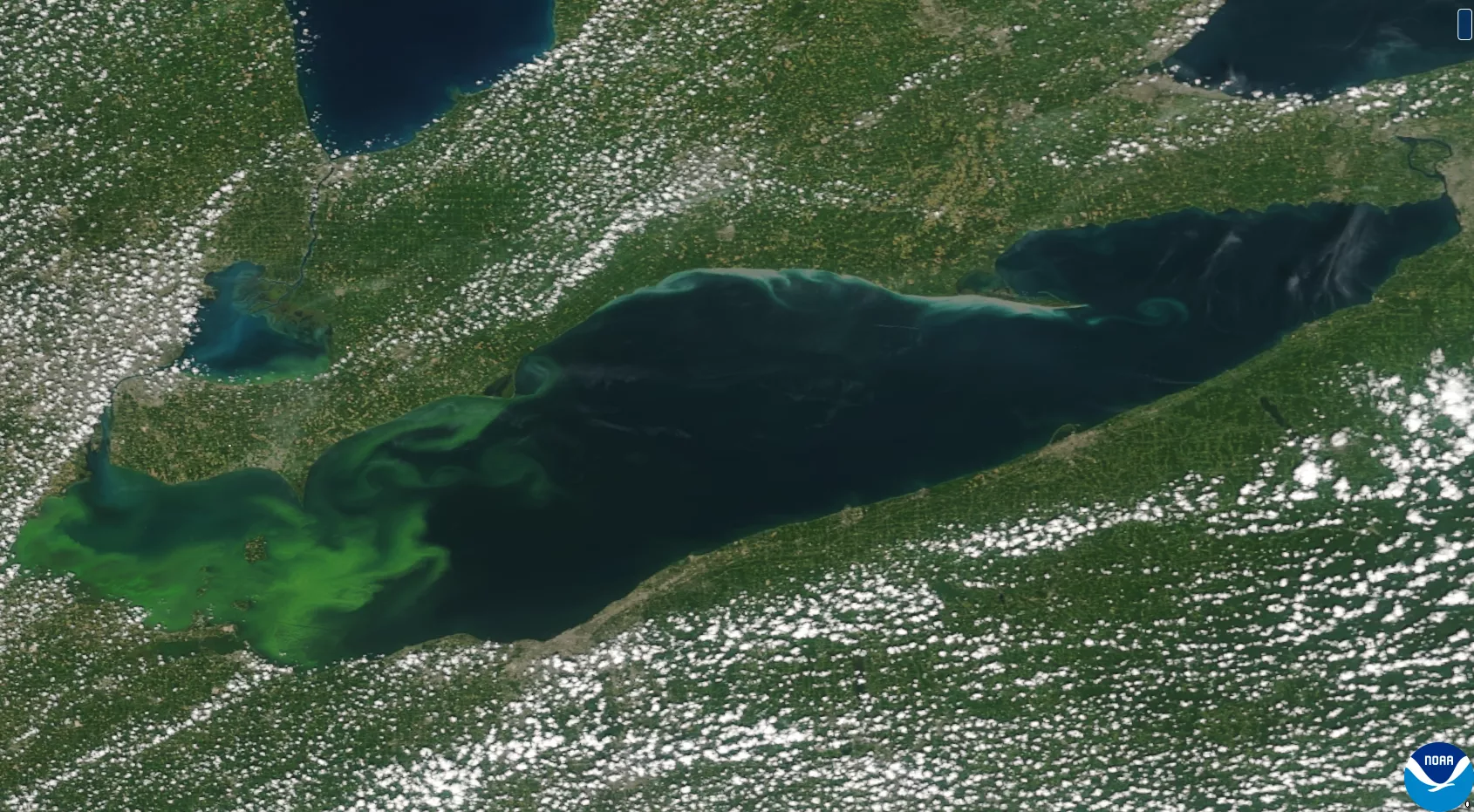 Image of a harmful algal bloom in Lake Erie as seen from the NOAA/NASA Suomi-NPP satellite on August 16, 2015. 