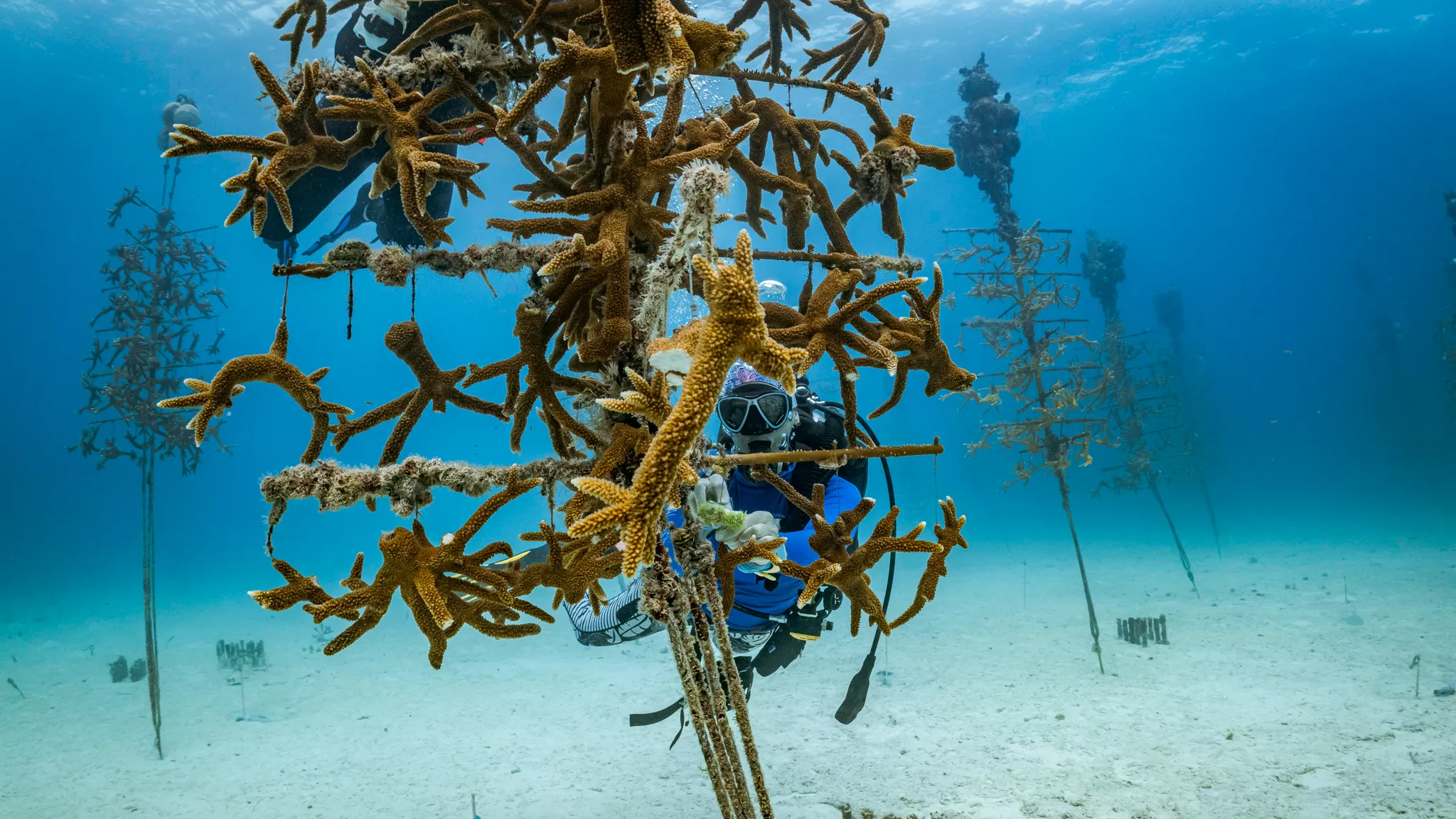 A coral reef seen from underwater.