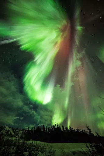 Aurora Borealis with trees in the background at night.