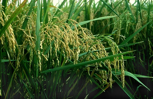 Image of wheat