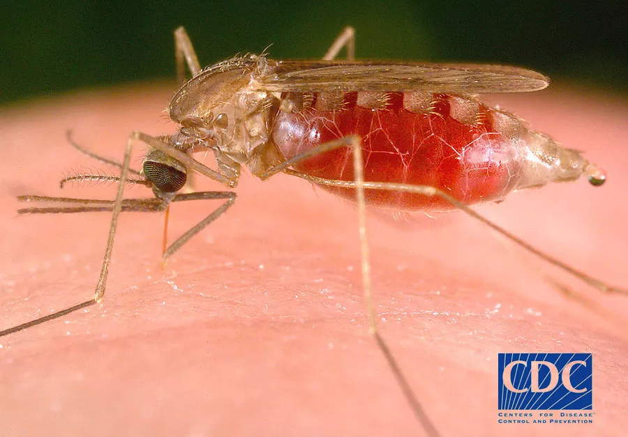Africa’s Anopheles mosquitoes