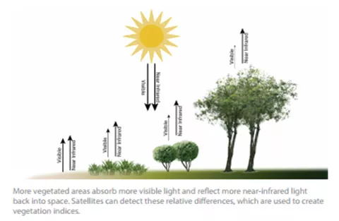 More Vegetated areas absorb more visible light